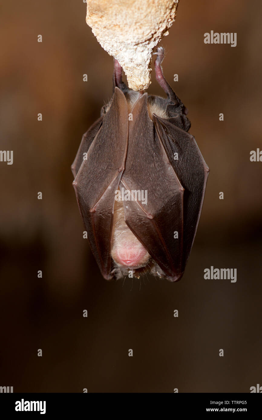 Bat sleeping while hanging on rock in cave Stock Photo