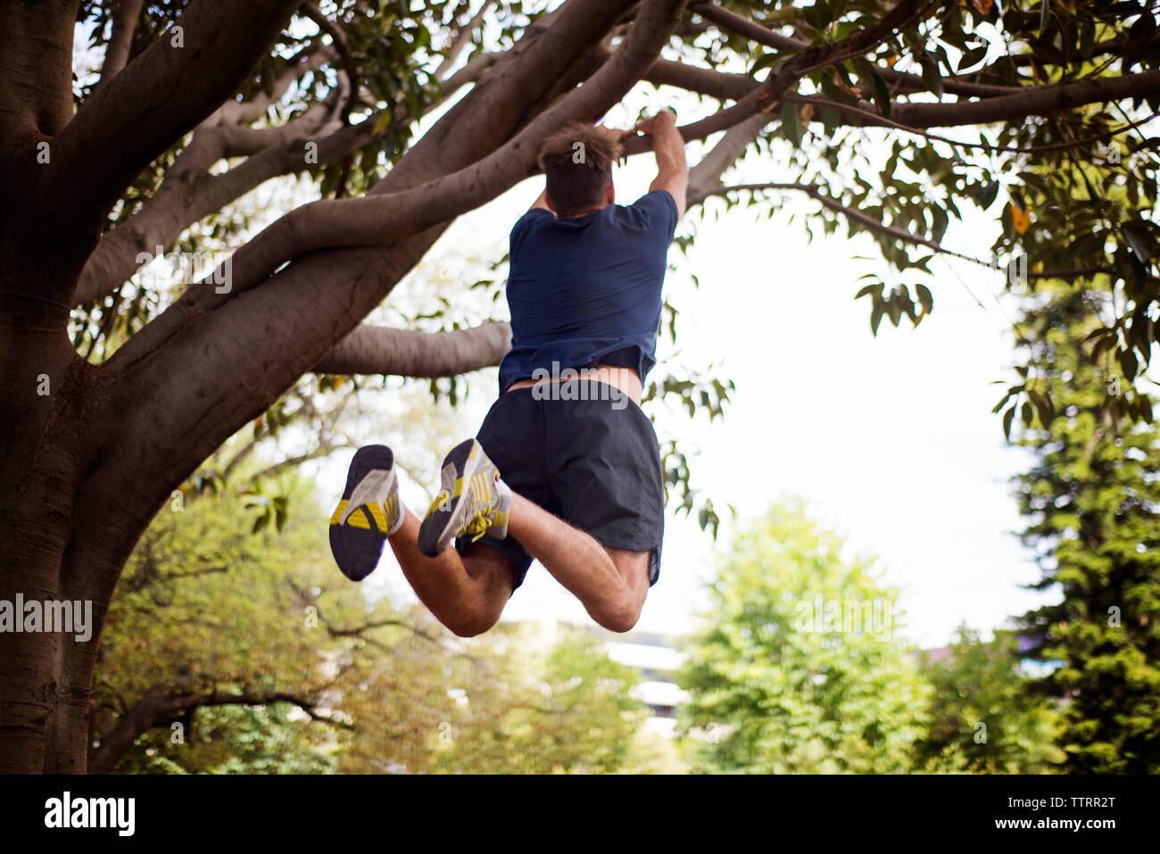 Rear view of man hanging from tree in yard Stock Photo - Alamy