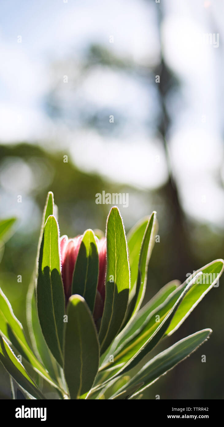 Flower blooming sunlight hi-res stock photography and images - Alamy