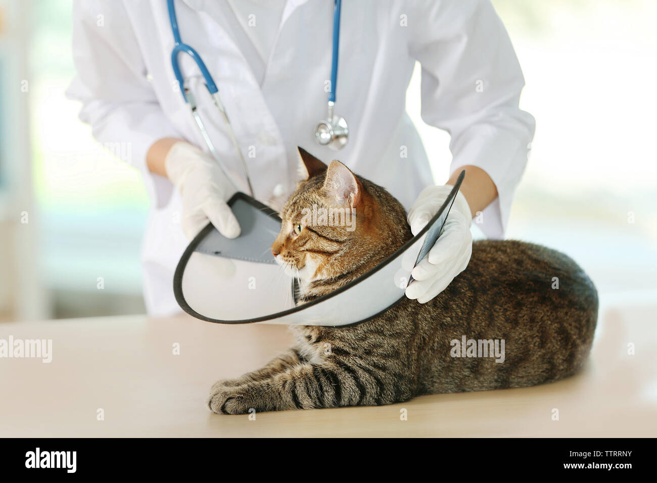 Veterinarian doctor putting cone on cat at vet clinic Stock Photo Alamy