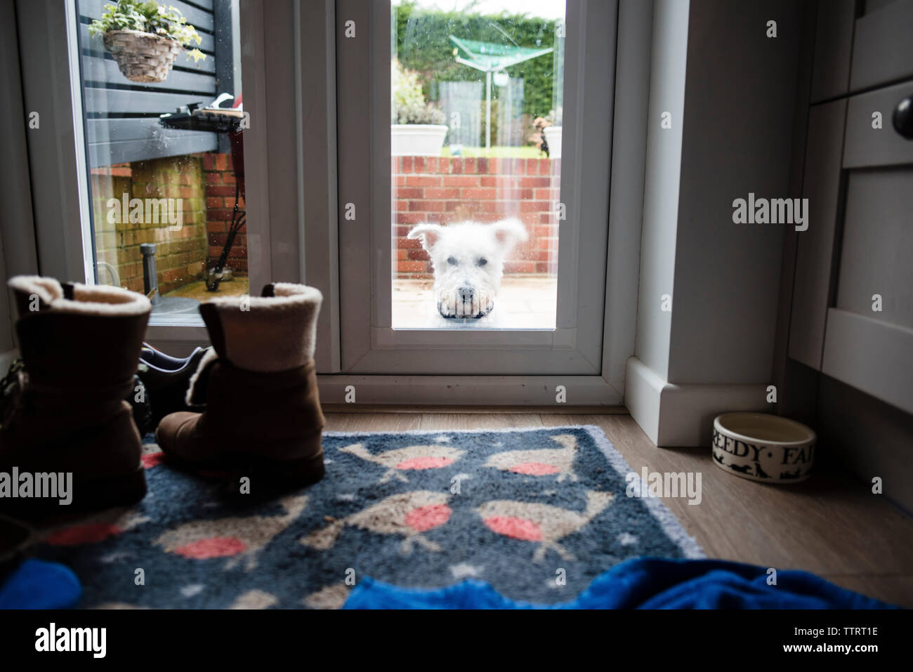 Dog through window hires stock photography and images Alamy