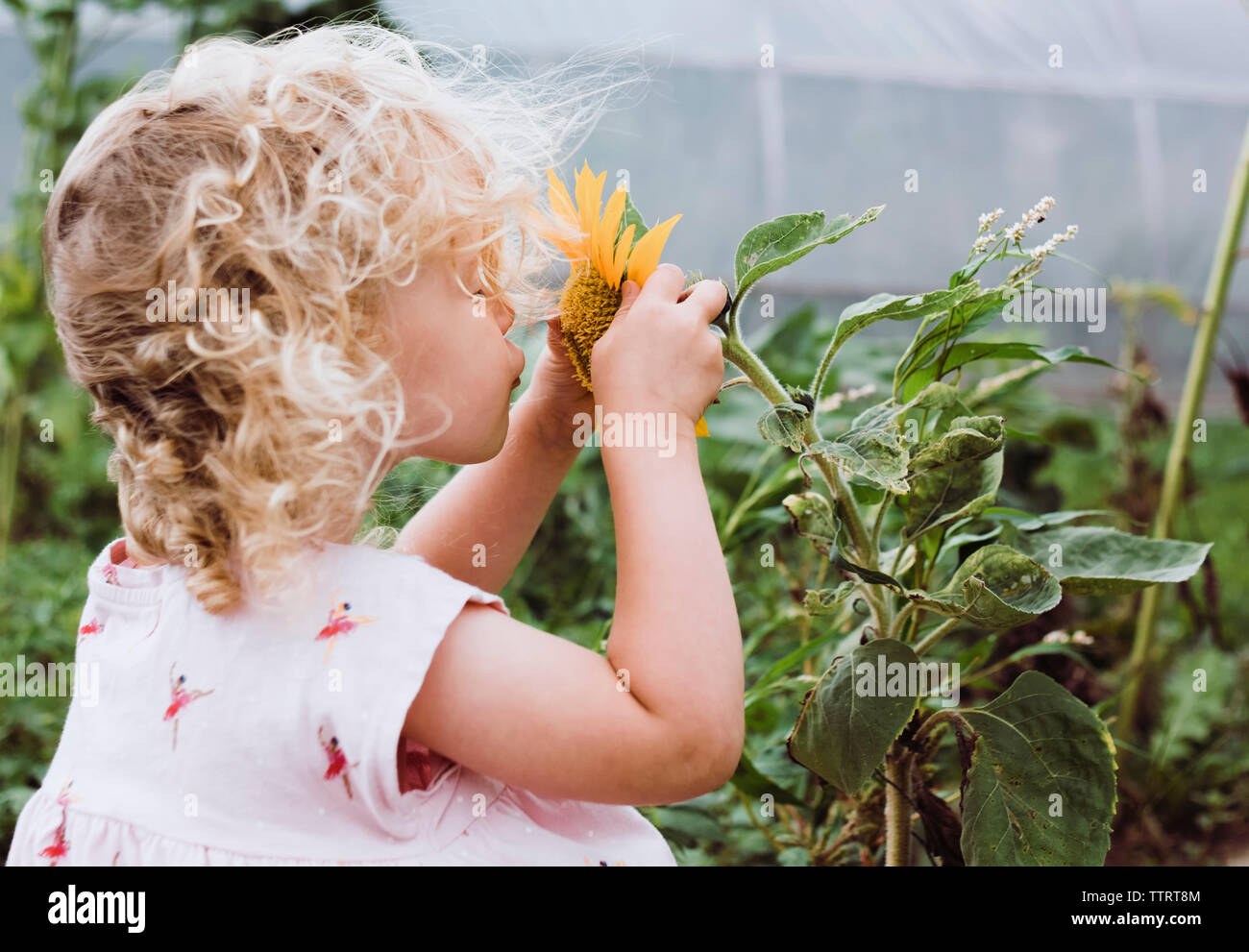 Side view of girl smelling sunflower at field Stock Photo