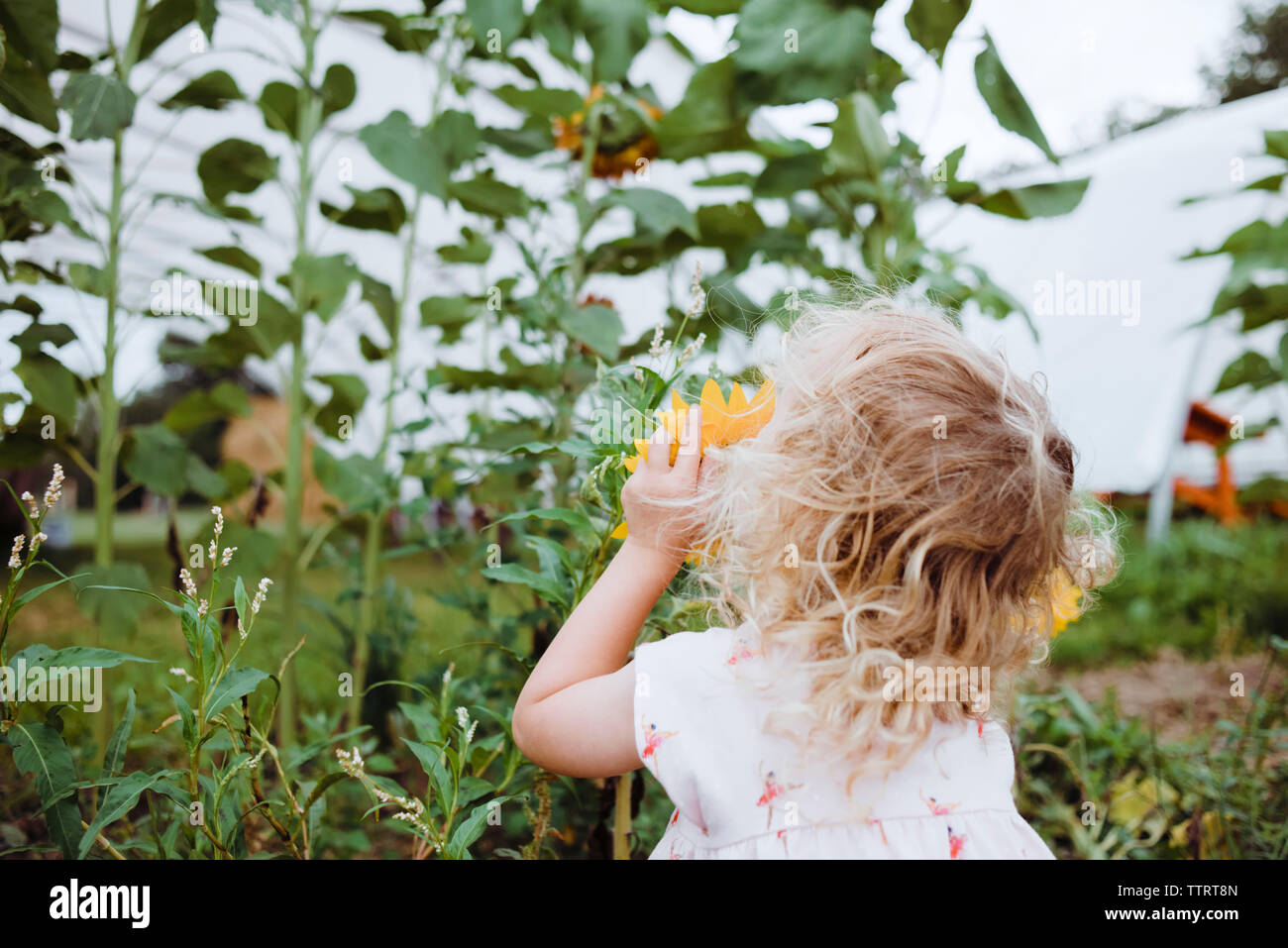 Rear view of girl smelling sunflower at field Stock Photo