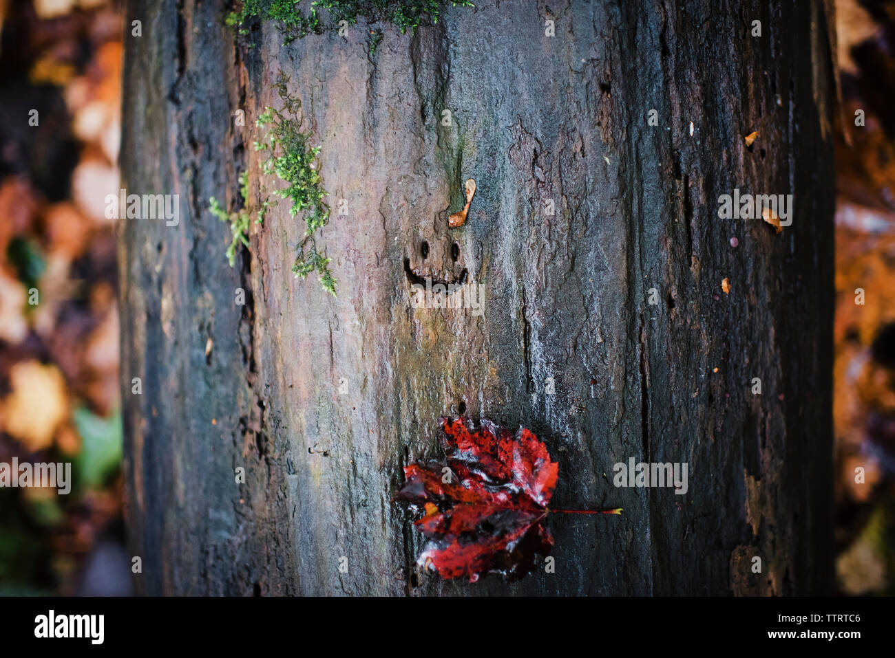 Close-up of smiley face carved on wet tree trunk Stock Photo