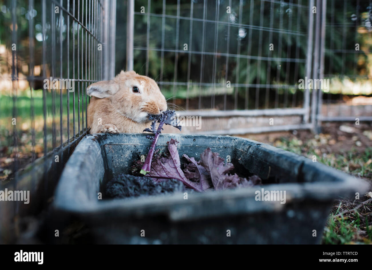 Close-up of rabbit eating leaf vegetable from container in cage Stock Photo