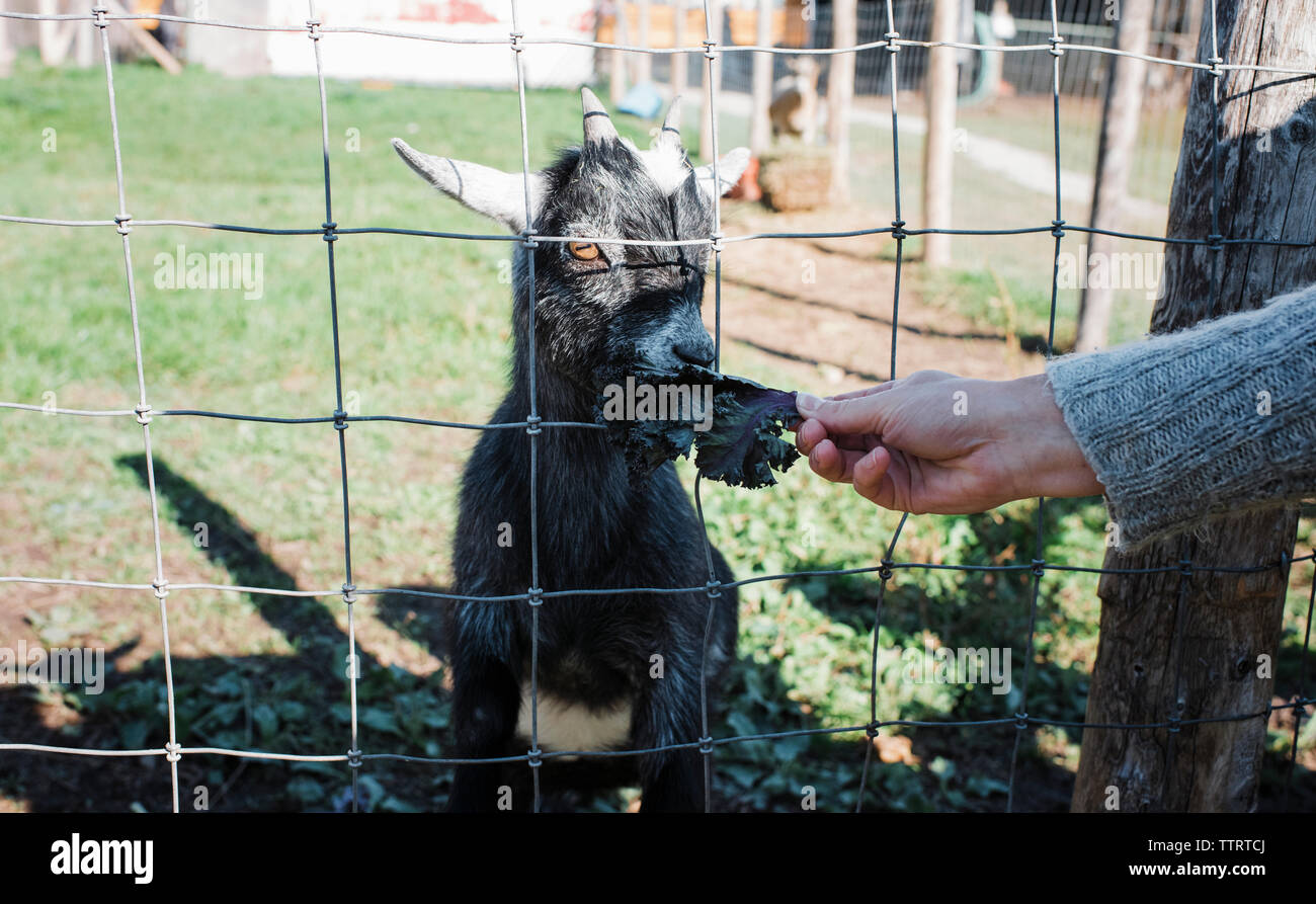 Cropped hand of woman feeding leaf vegetable to goat through fence at farm Stock Photo