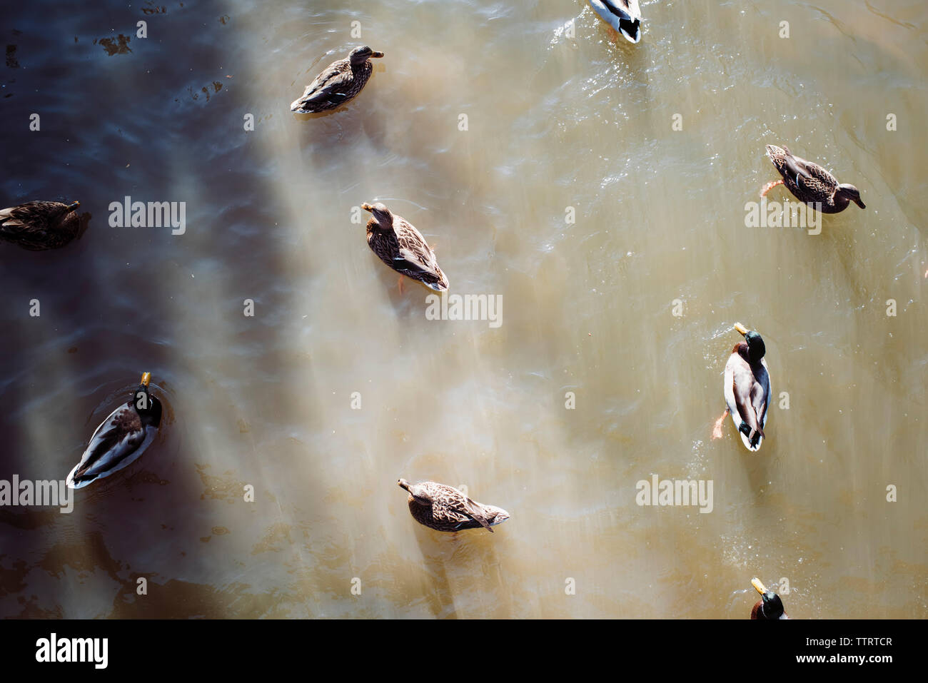 Pond and ducks and animals hi-res stock photography and images - Alamy