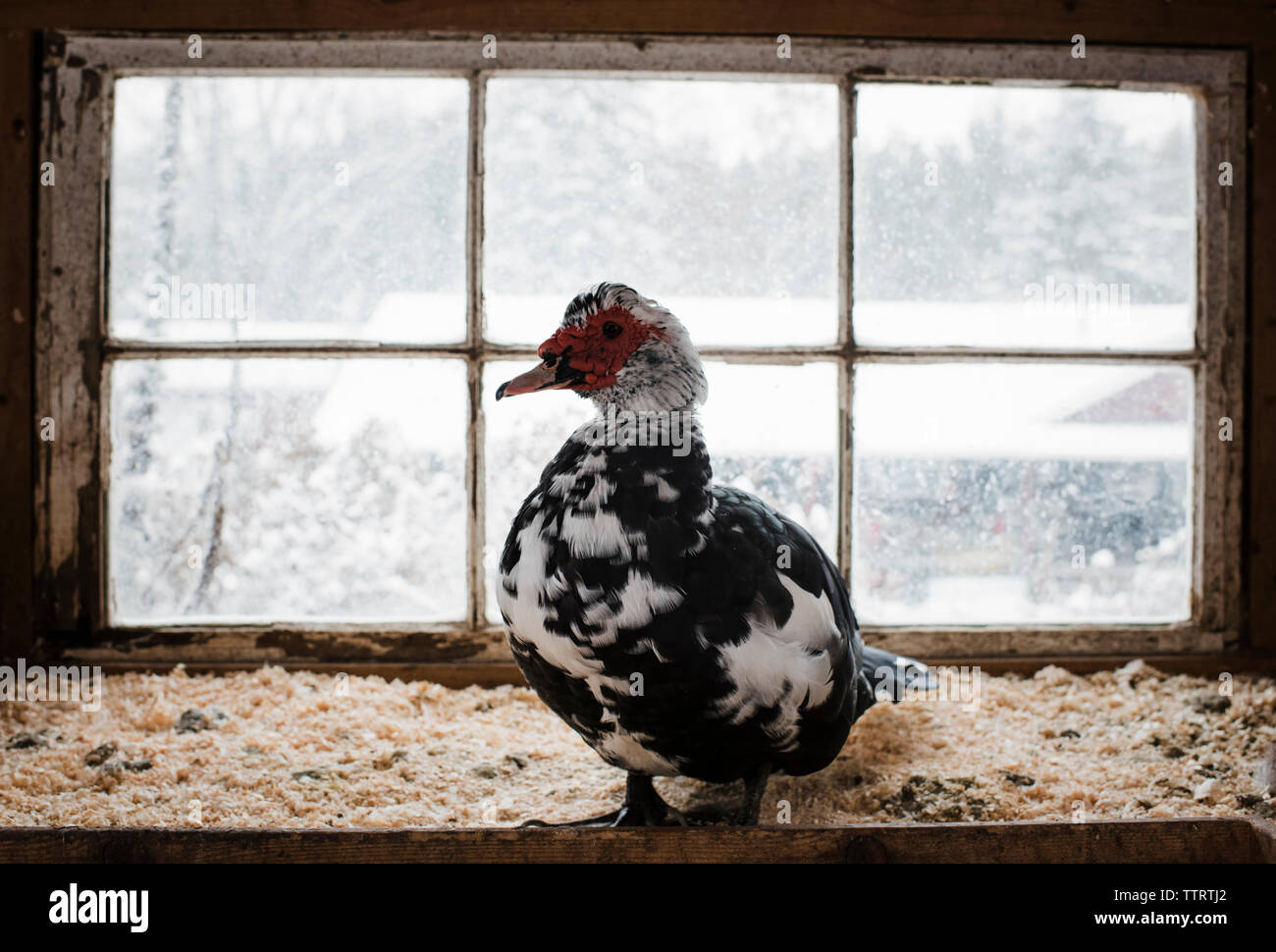 View of Bird perching on window sill at poultry Stock Photo - Alamy