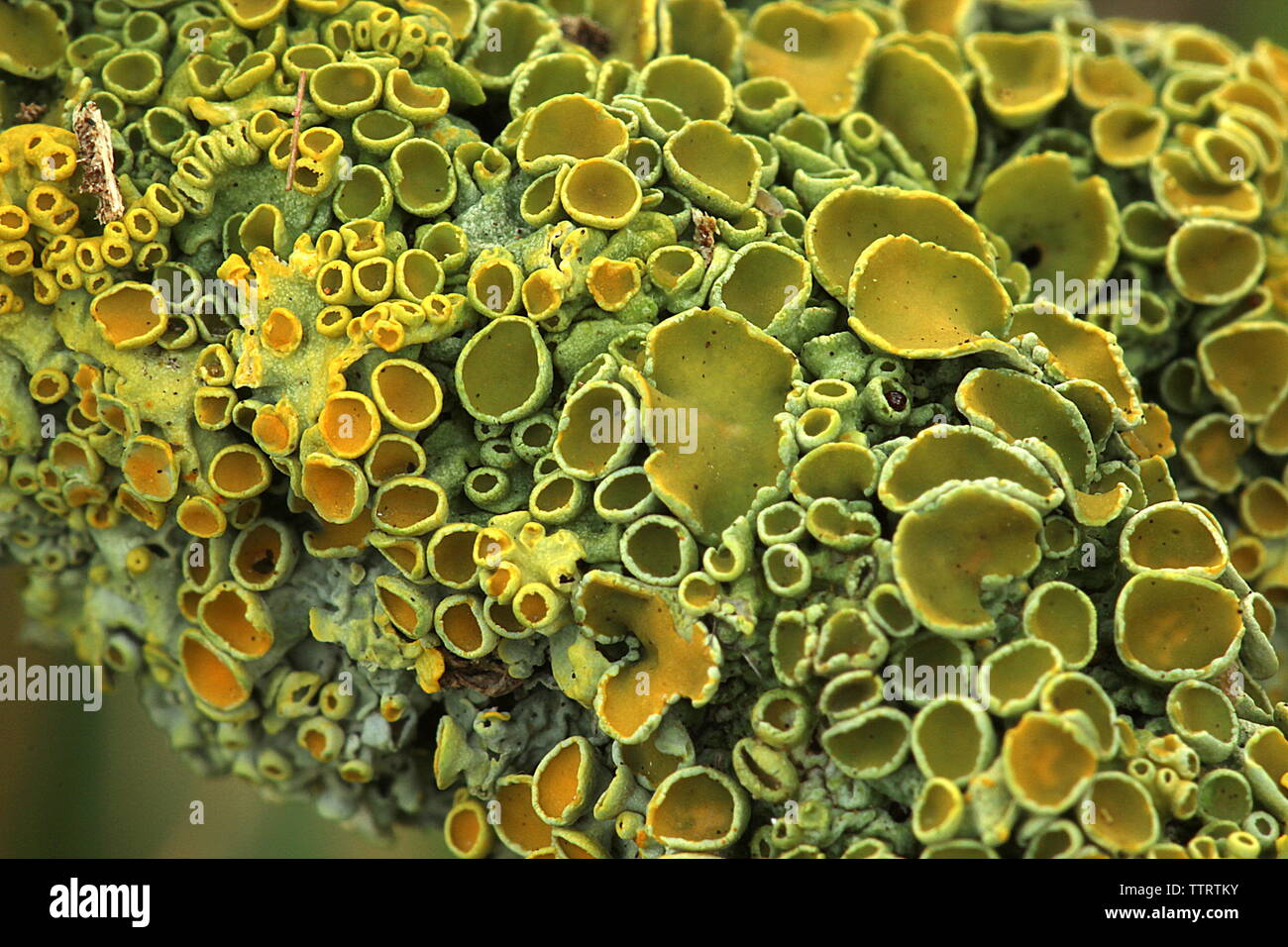 Yellow tree lichen Stock Photo