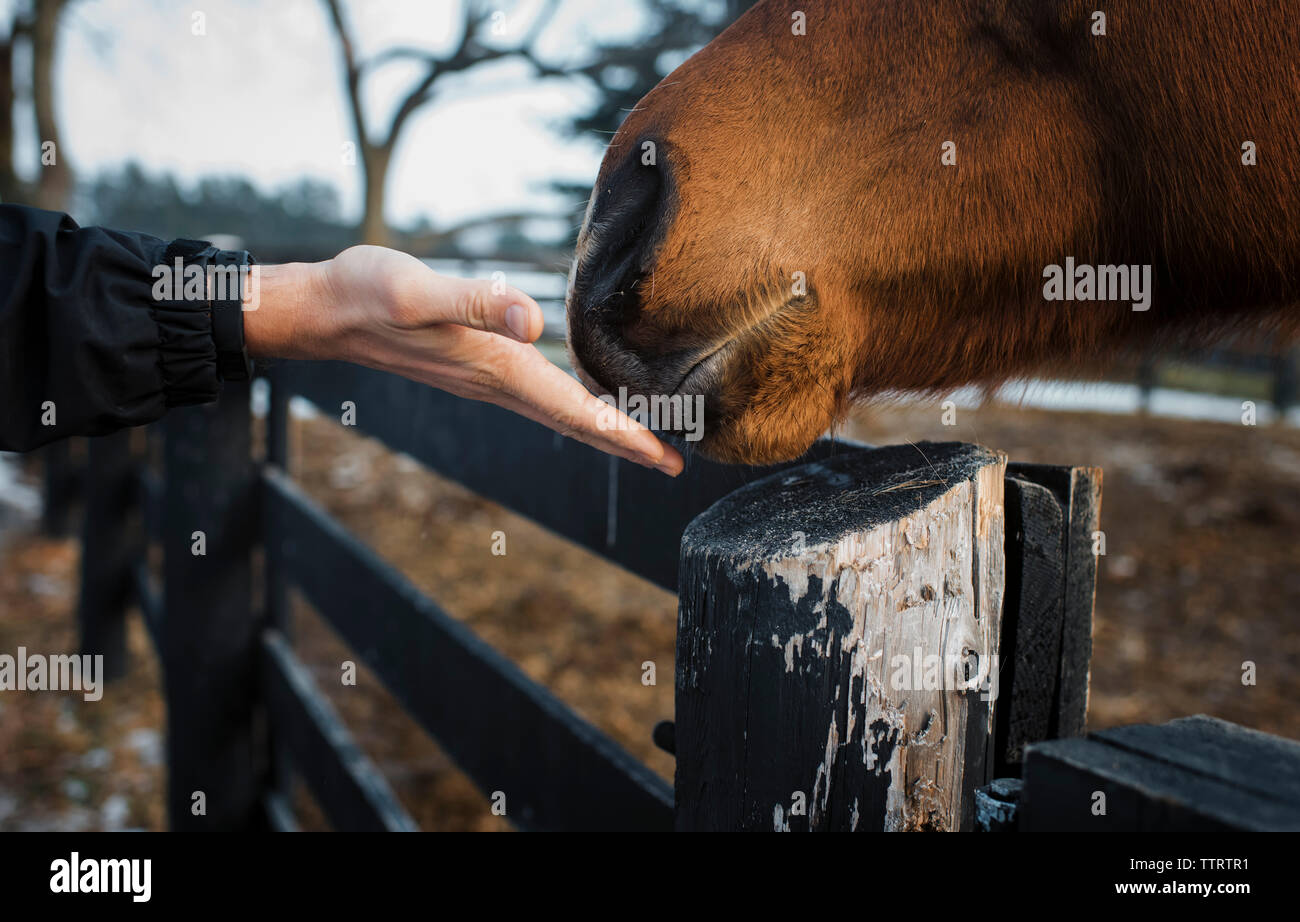 Cropped hand of woman touching horse nose at barn Stock Photo