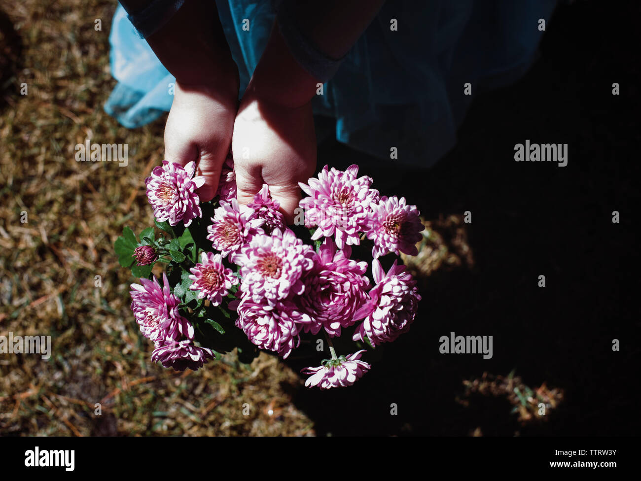 Girl standing in field holding flowers hi-res stock photography and ...