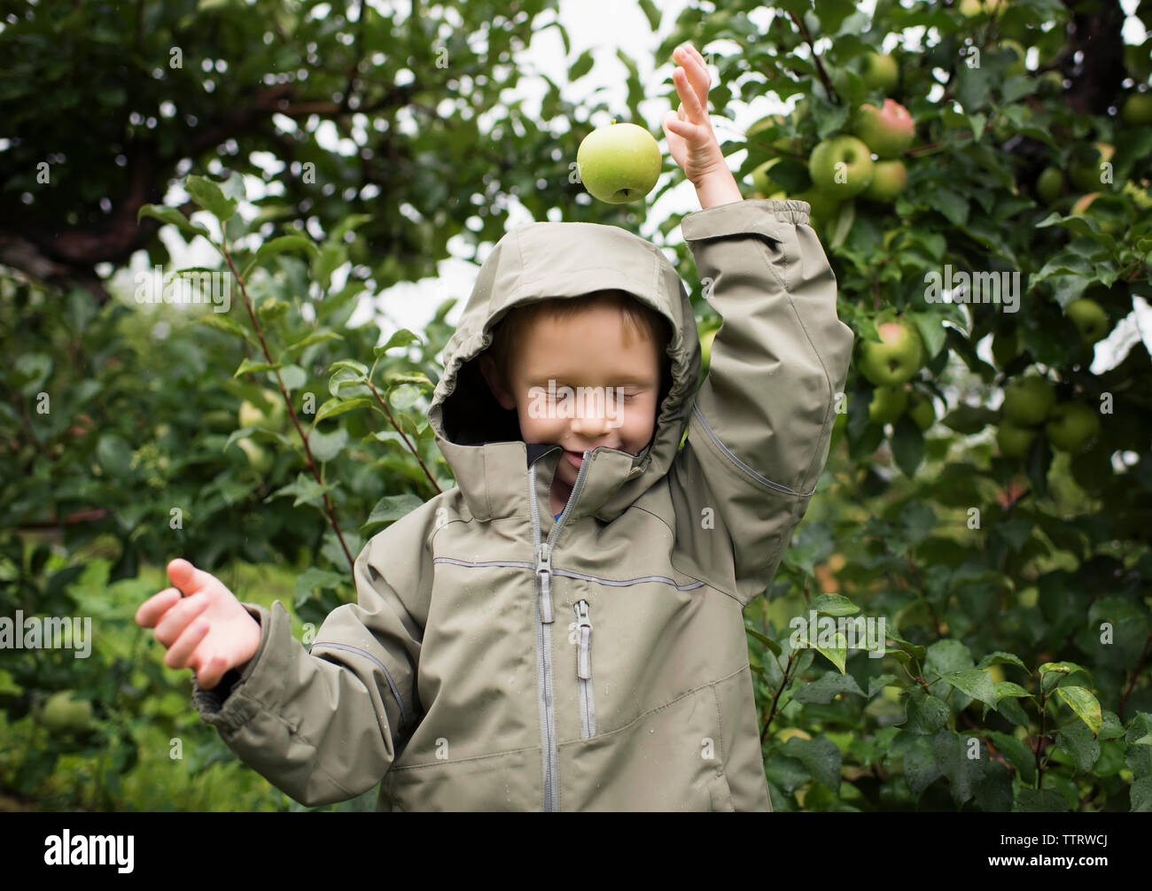 Playful boy wearing raincoat dropping apple on head against fruit trees at orchard Stock Photo