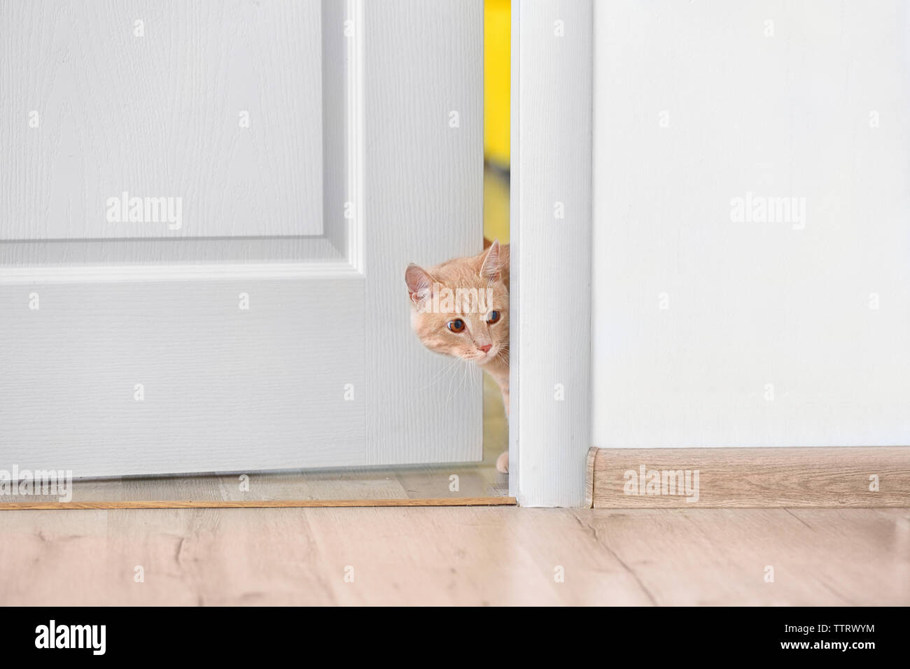 Curious cat entering room Stock Photo Alamy