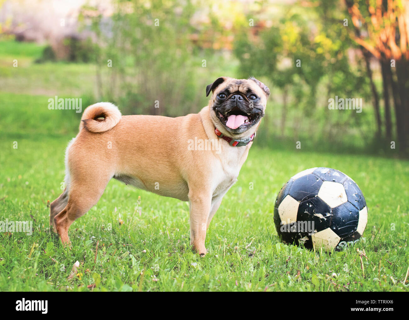 Pug sticking out tongue while standing by ball at park Stock Photo