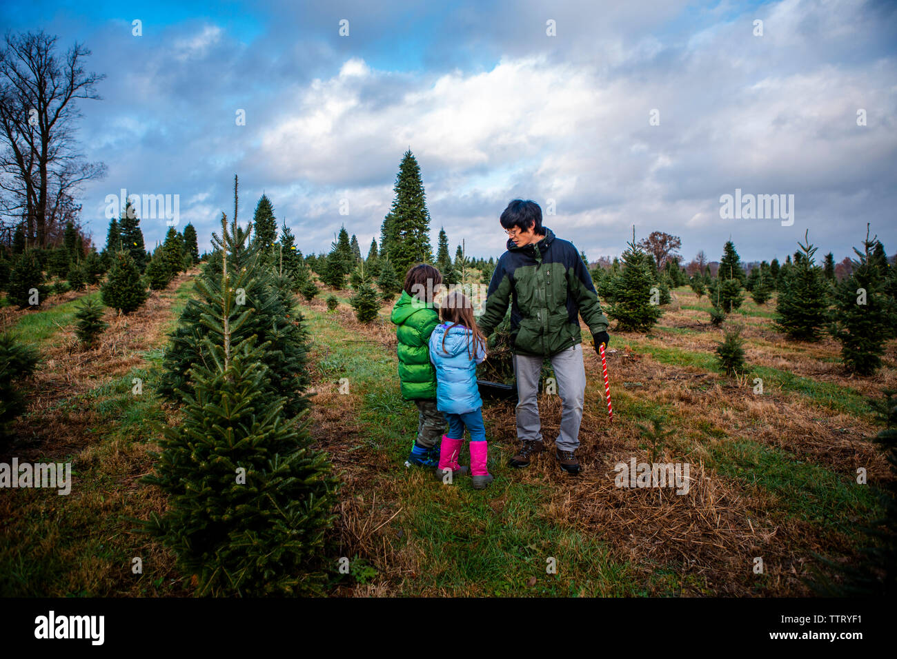 Father with children dragging pine tree in sled against cloudy sky at farm Stock Photo