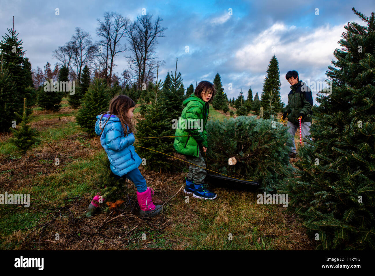 Children with father dragging pine tree in sled against cloudy sky at farm Stock Photo