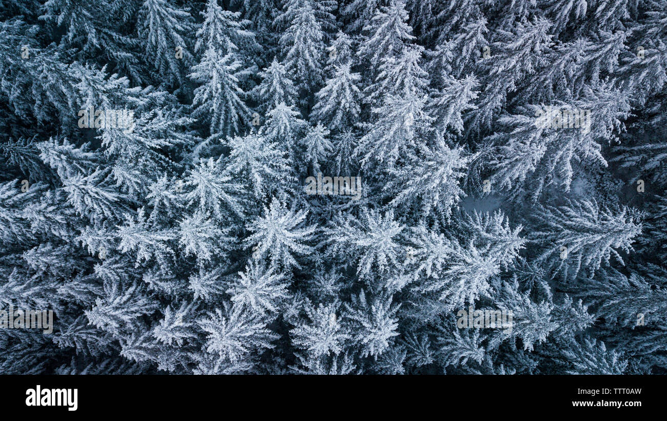 Winter Drone aerial of pine trees in Washington Stock Photo