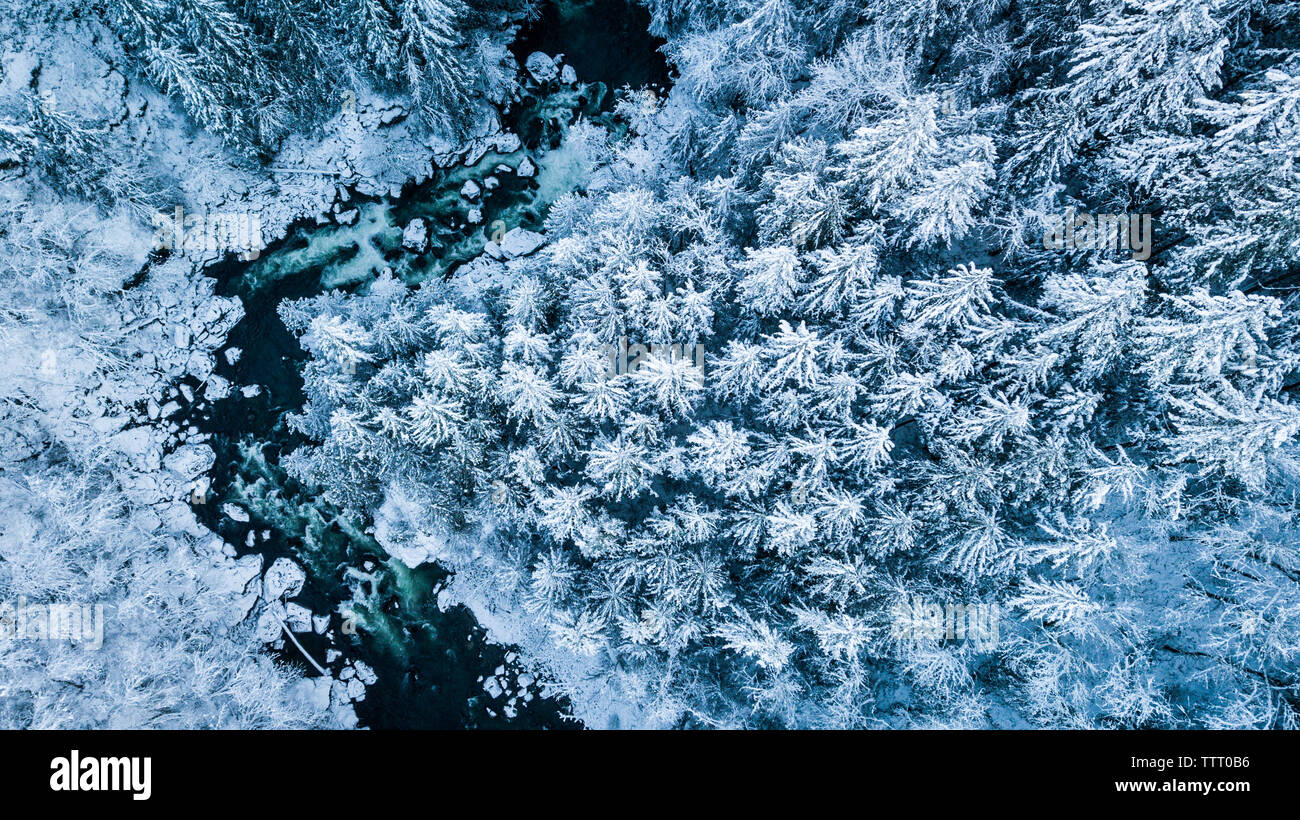 Winter Drone aerial of pine trees North Fork River, North Bend WA Stock Photo