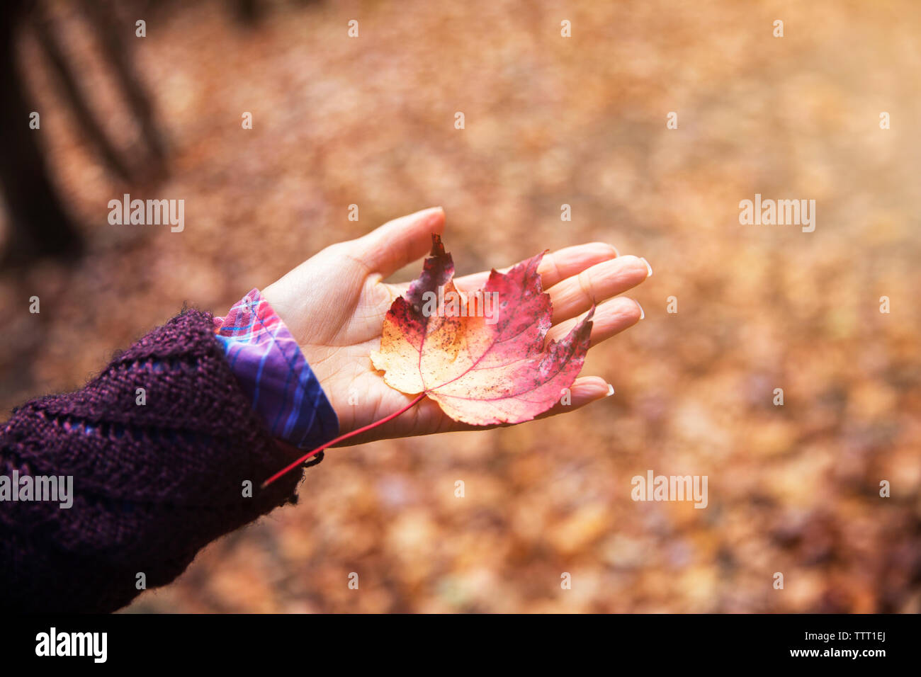 Maple leaf forest hi-res stock photography and images - Alamy