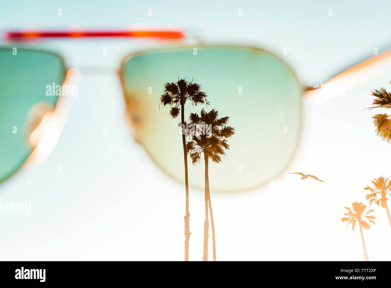 Flying through palm trees hi-res stock photography and images - Alamy