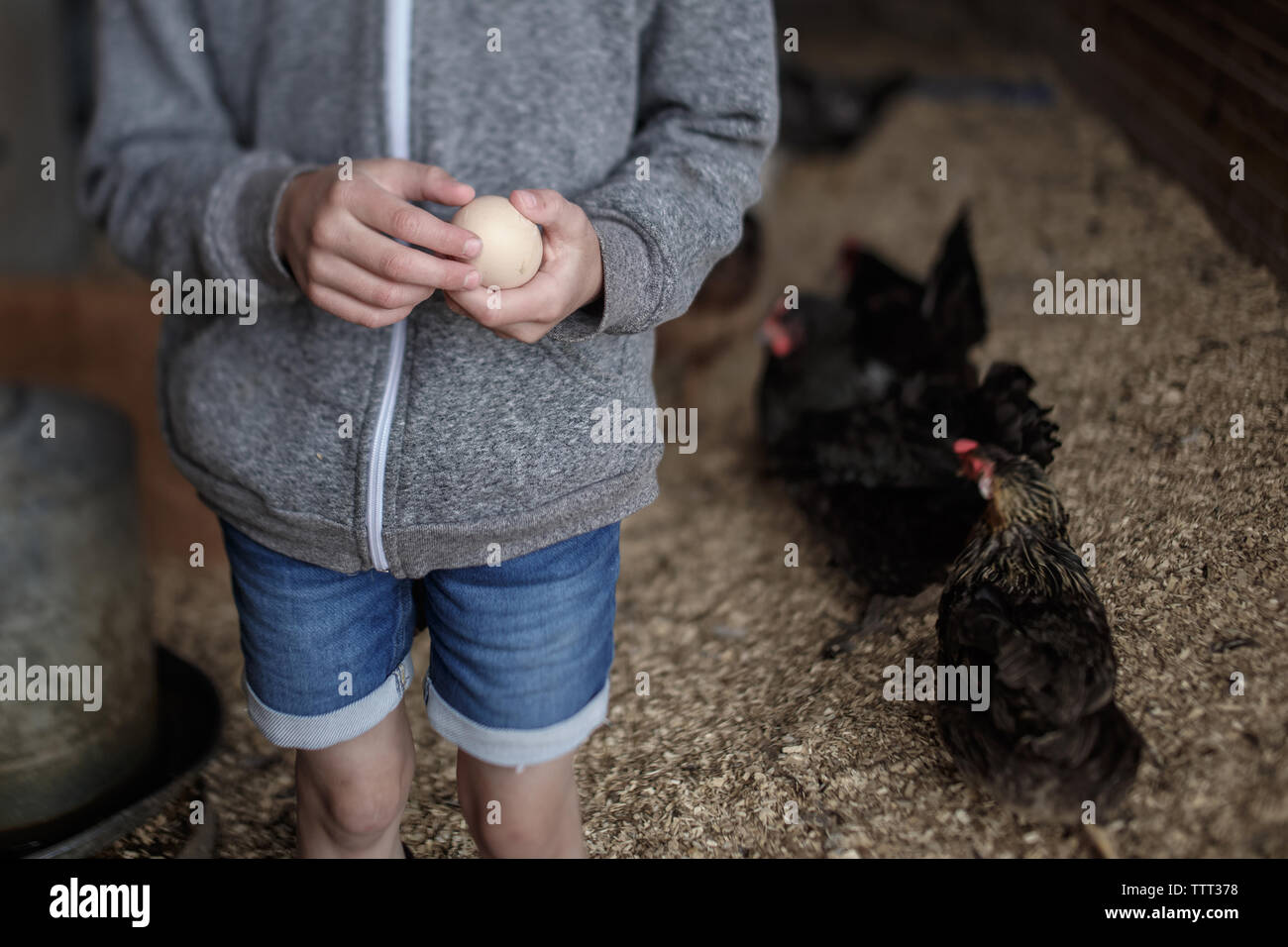 Midsection of girl holding egg in poultry farm Stock Photo