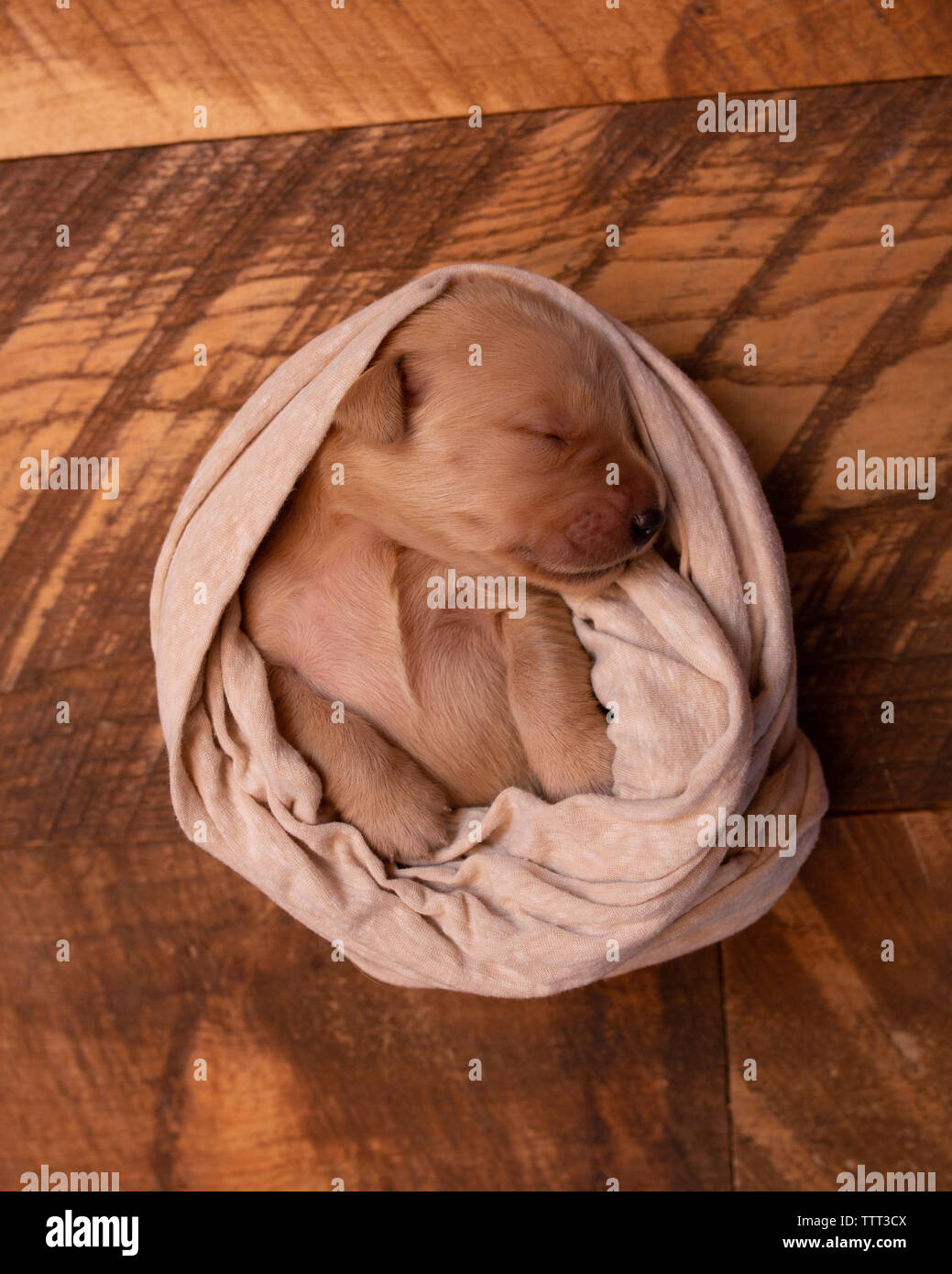 High angle view of cute puppy sleeping on blanket at home Stock Photo