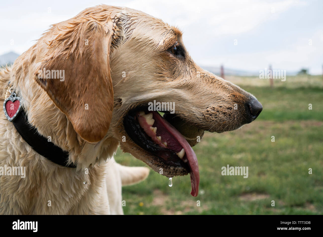 Close-up of wet Labrador Retriever with ball in mouth standing on grassy field against sky Stock Photo
