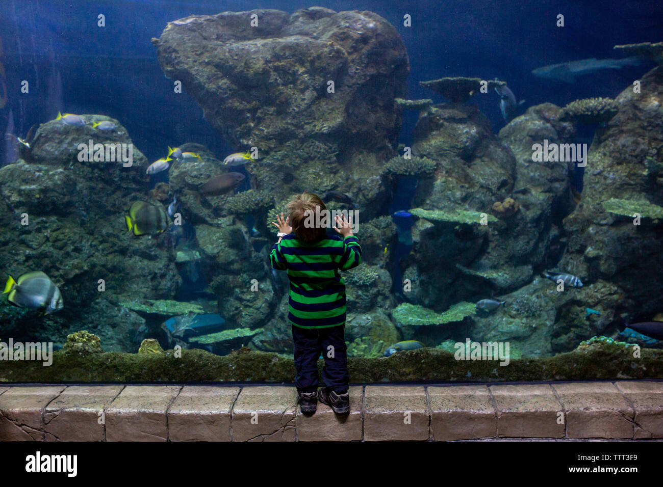 Little boy looking at fish in large aquarium tank Stock Photo