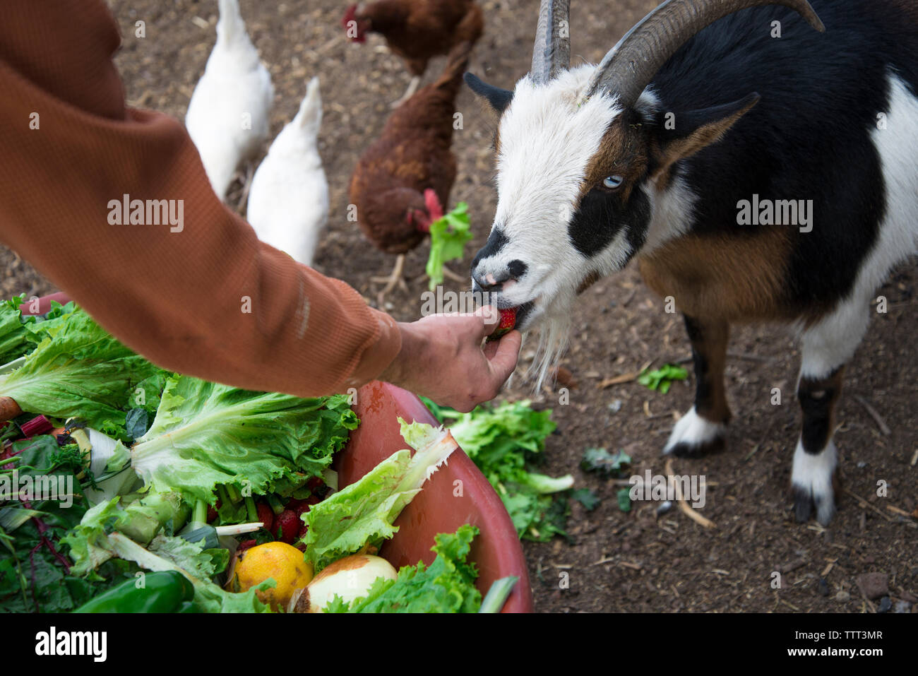 Cropped image of man feeding goat Stock Photo