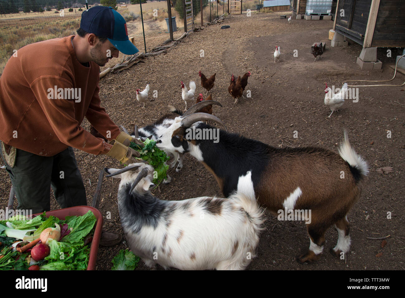 Man feeding goats Stock Photo