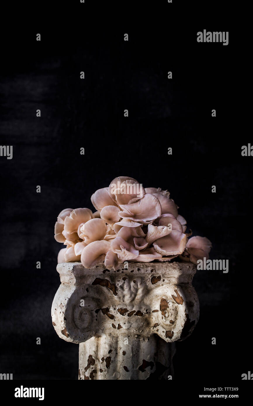 White mushroom on old pedestal against black background Stock Photo