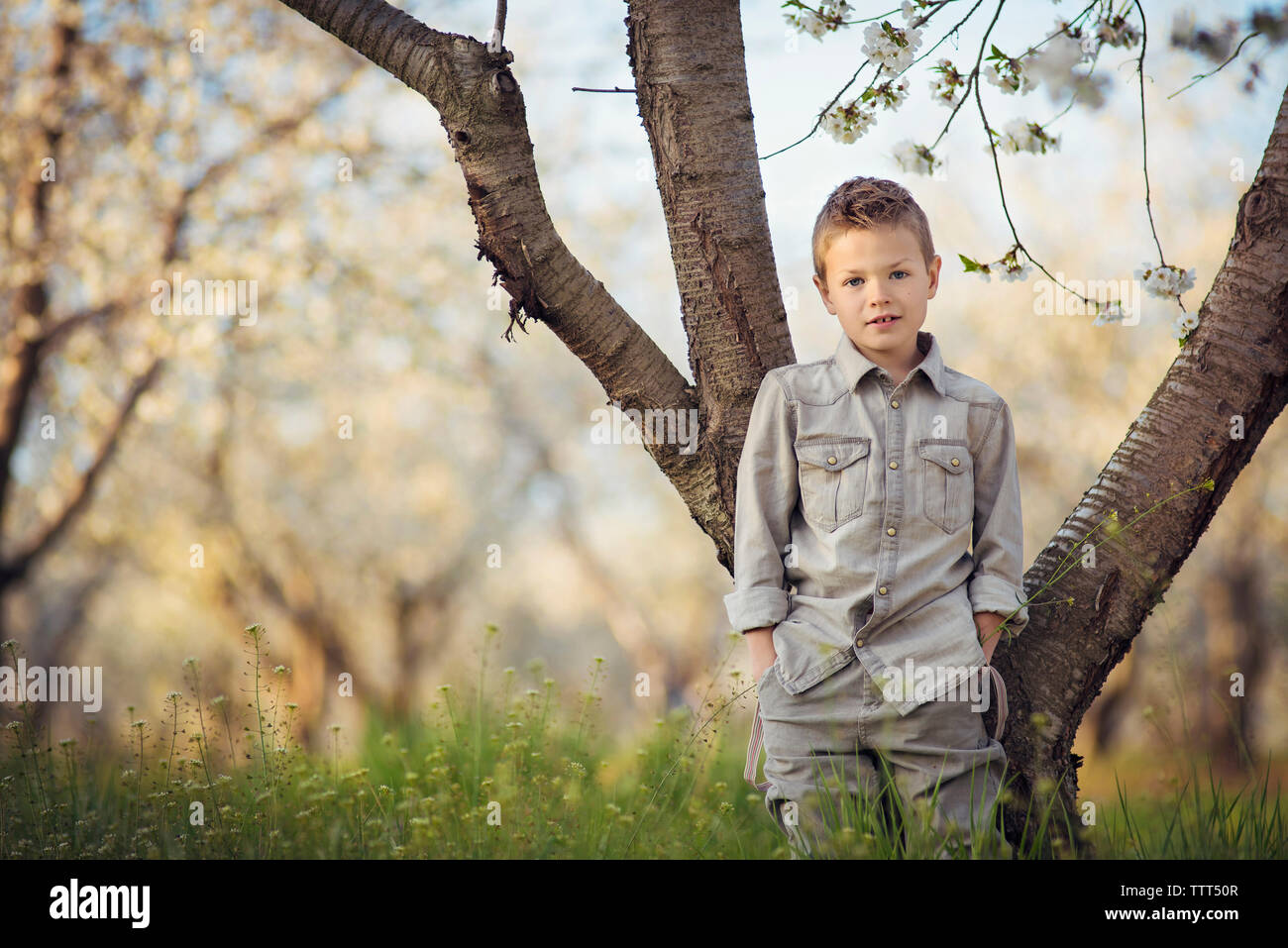 The boy in the tree hi-res stock photography and images - Alamy