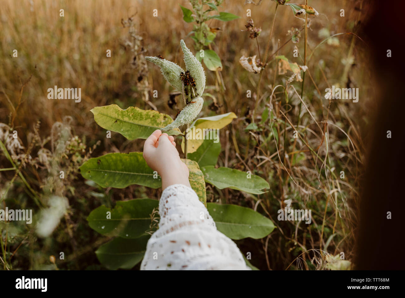 Cropped hand of girl touching plant with insects on it at field Stock ...