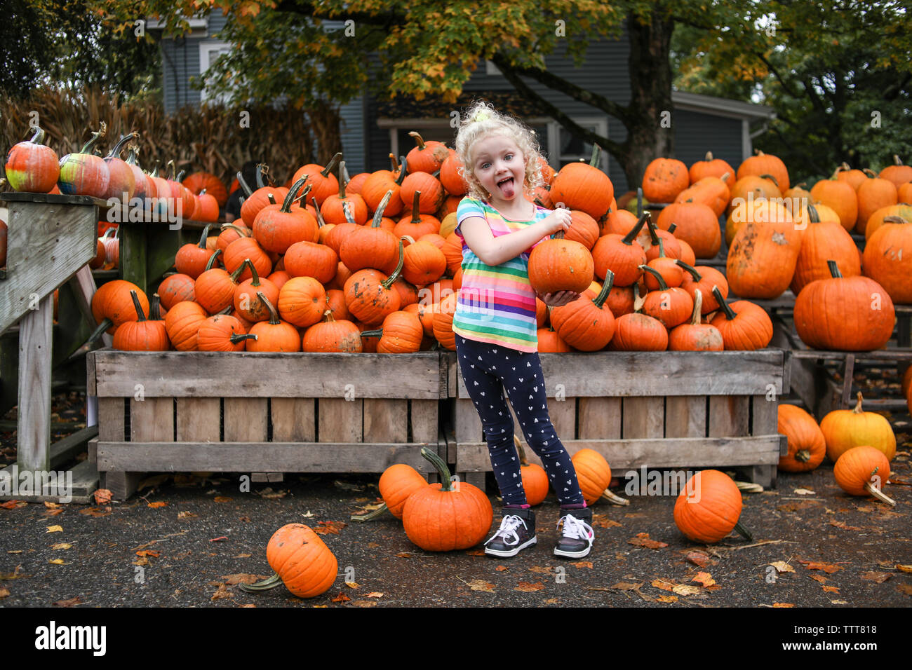 Portrait of playful girl sticking out tongue while holding pumpkin Stock Photo