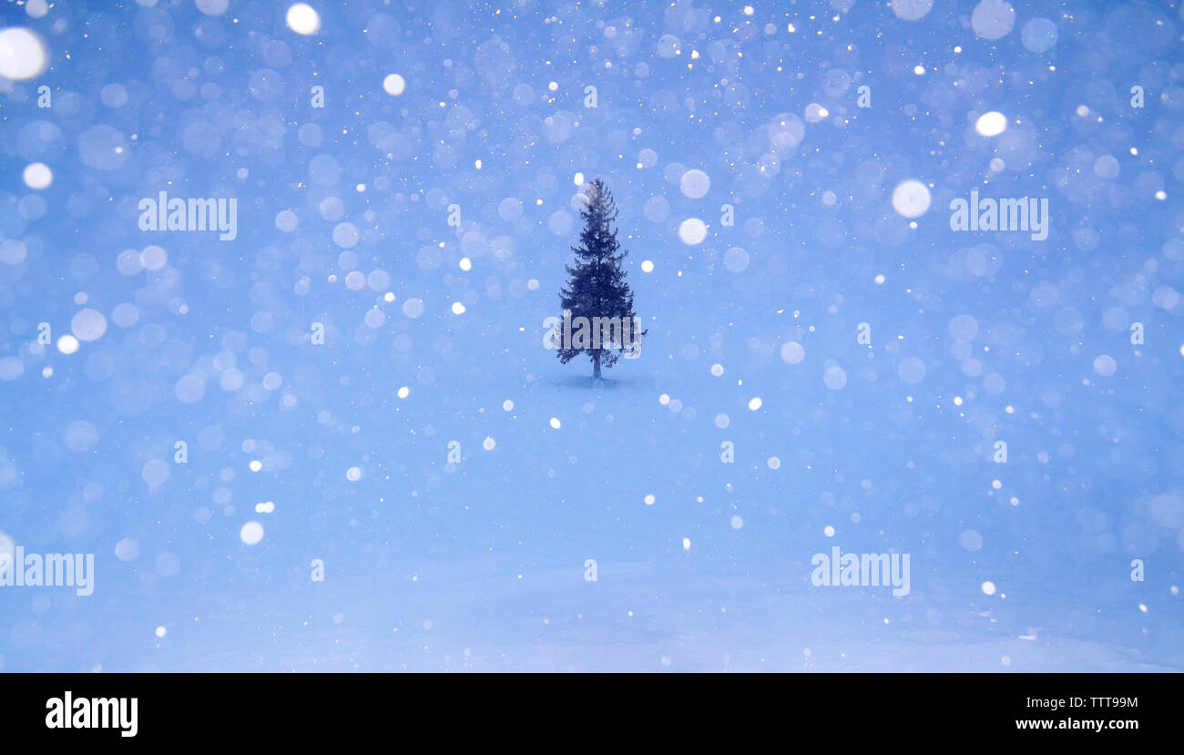 Snowfall on pine tree hi-res stock photography and images - Alamy