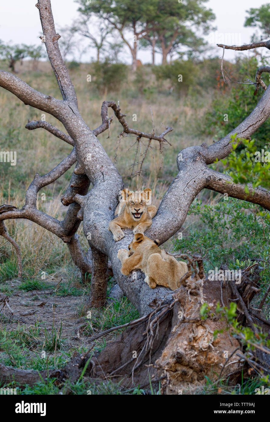 Lion cubs playing on fallen tree in forest at Sabie Park Stock Photo