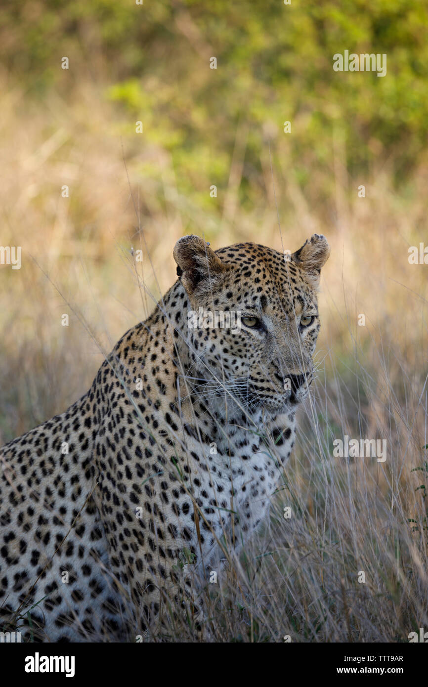 Leopard africa forest hi-res stock photography and images - Alamy