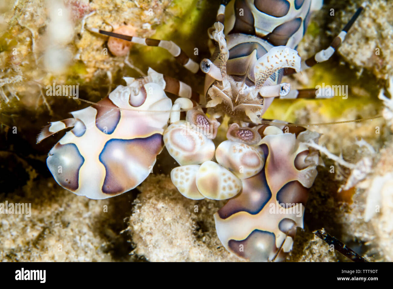 Close-up of Harlequin Shrimp (Hymenocera picta) in sea Stock Photo