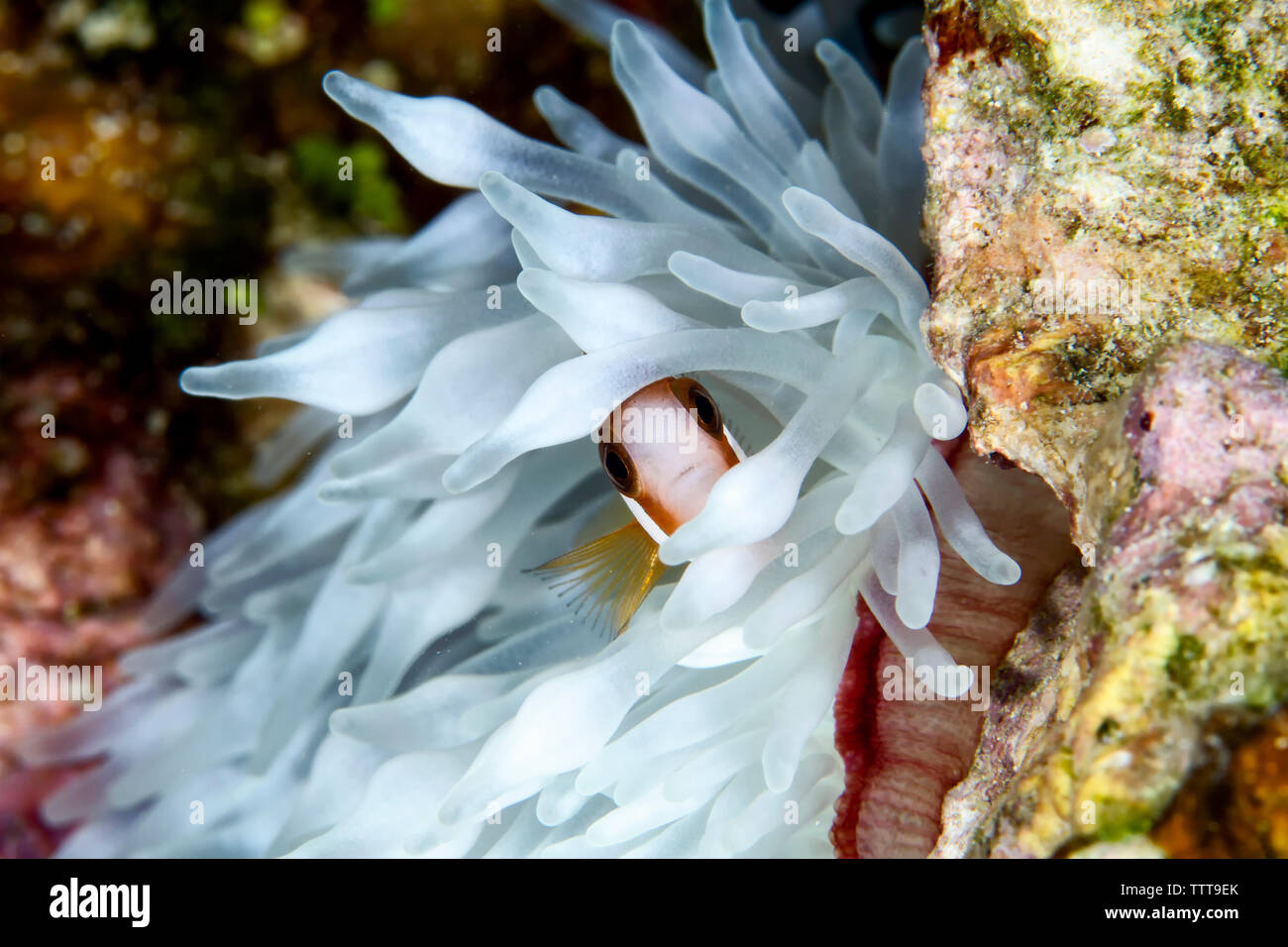 Cinnamon Clownfish by coral undersea Stock Photo