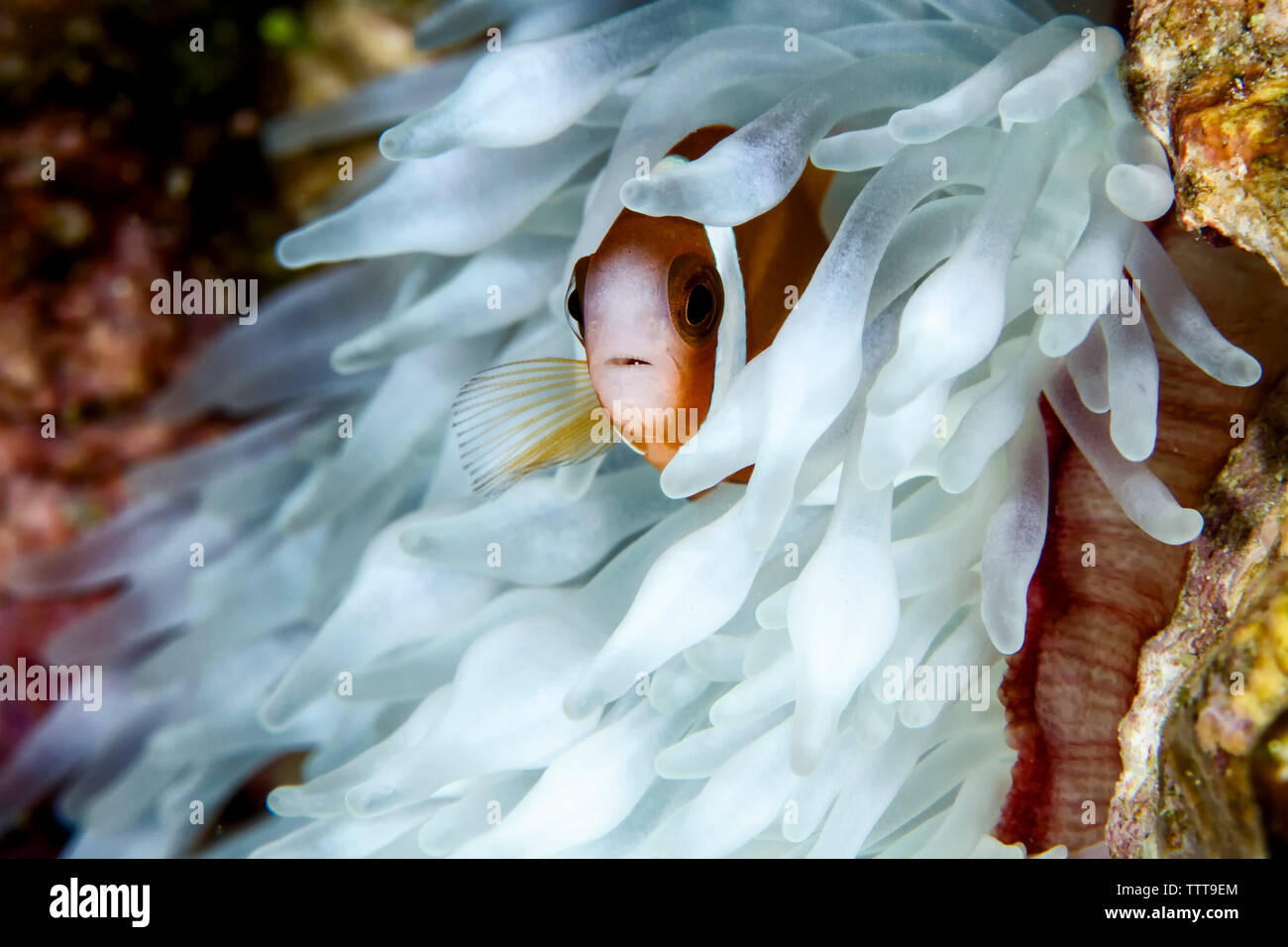 Close-up of cinnamon clownfish by coral undersea Stock Photo