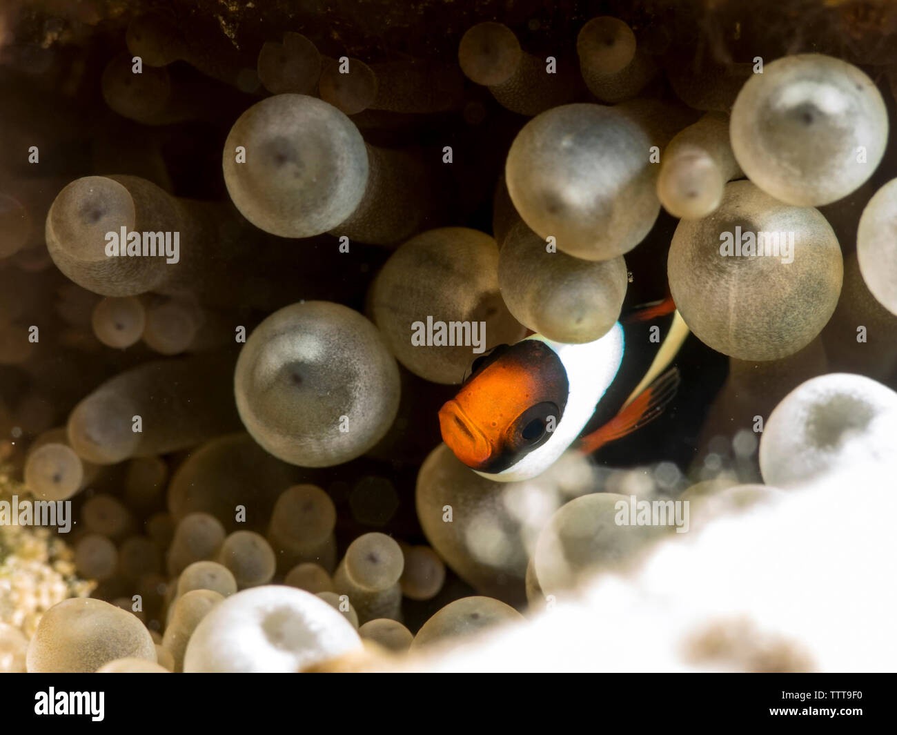 Close-up of Clark's Anemonefish (Amphiprion clarkii) amidst corals Stock Photo