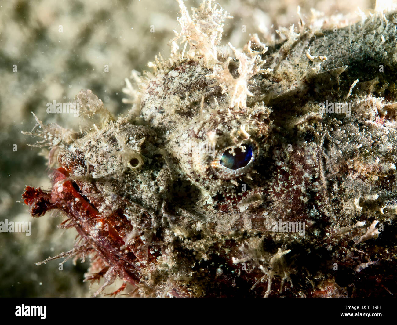 Stonefish hires stock photography and images Alamy