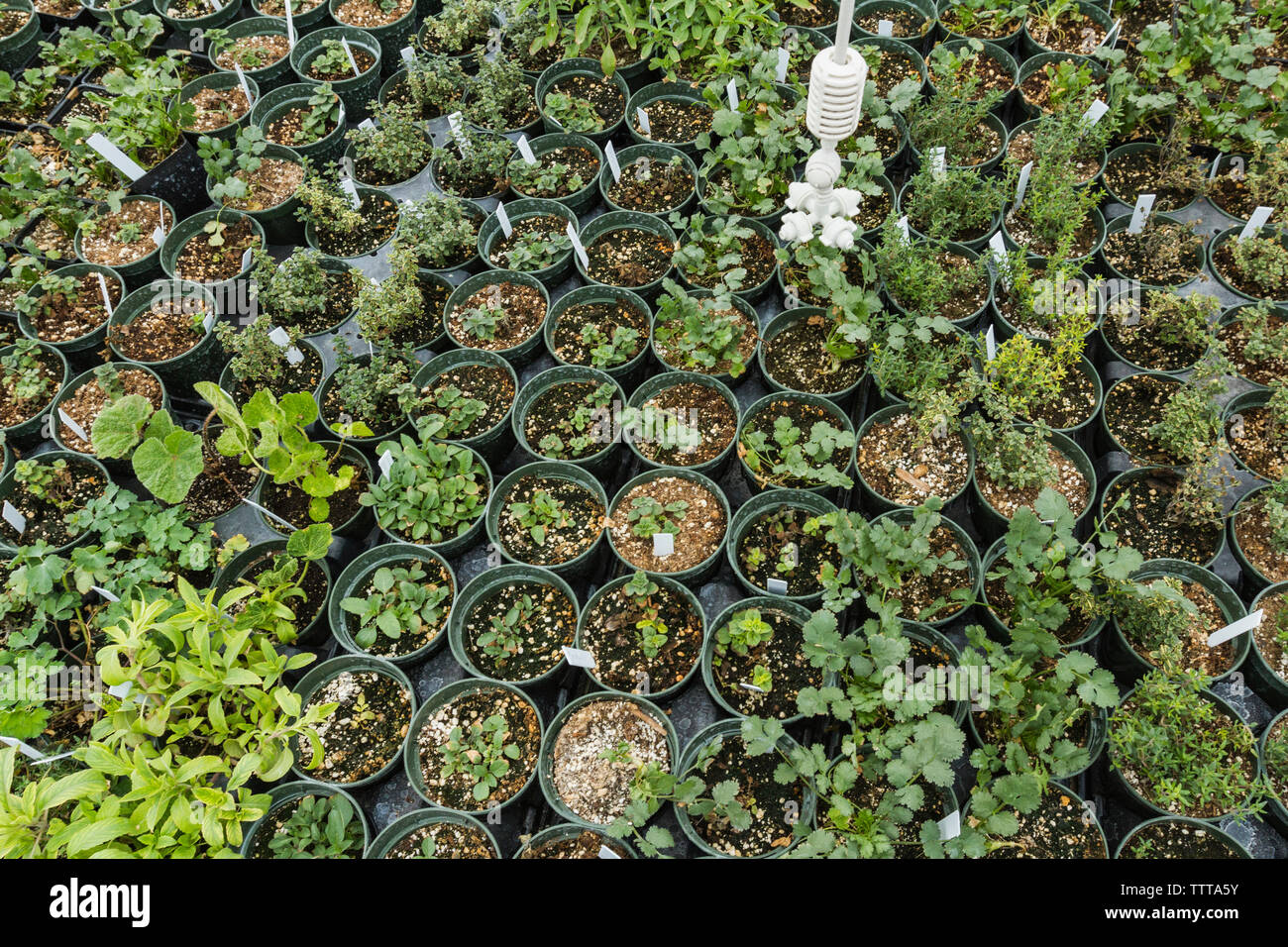 Various small plants hi-res stock photography and images - Alamy