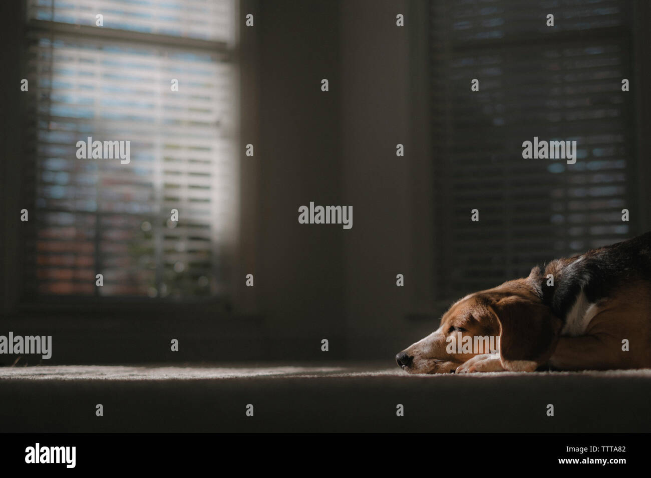 Dog Rug High Resolution Stock Photography and Images - Alamy