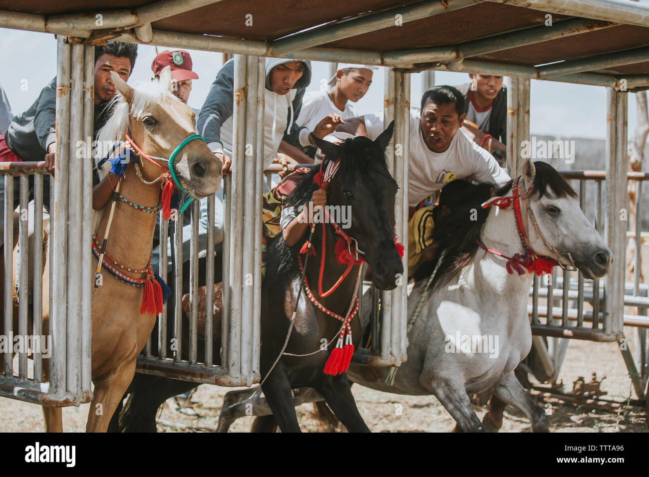 People motivating jockeys at starting gate during horse racing Stock Photo