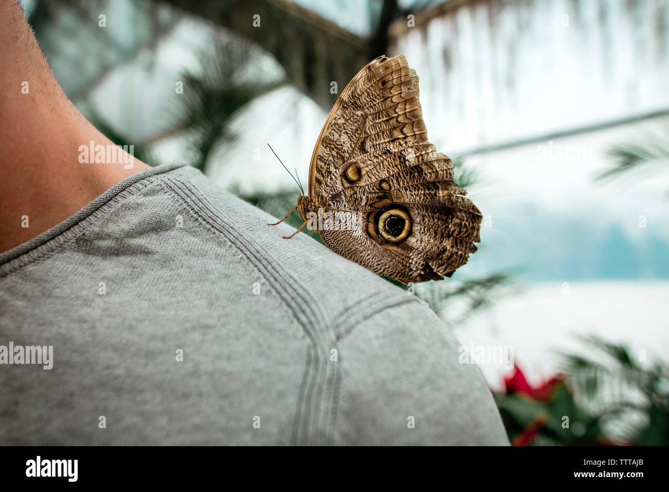 Close-up of butterfly on man's shoulder Stock Photo