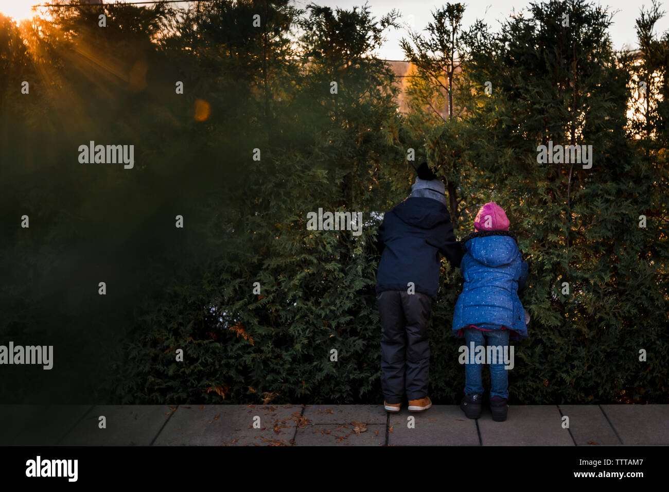 siblings spying at their neighbors fall sunset golden hour Stock Photo