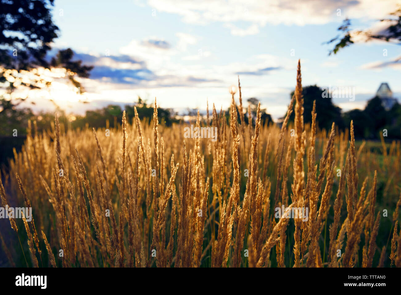 Landscape Field Reeds Field sky landscape hi-res stock photography and images - Alamy