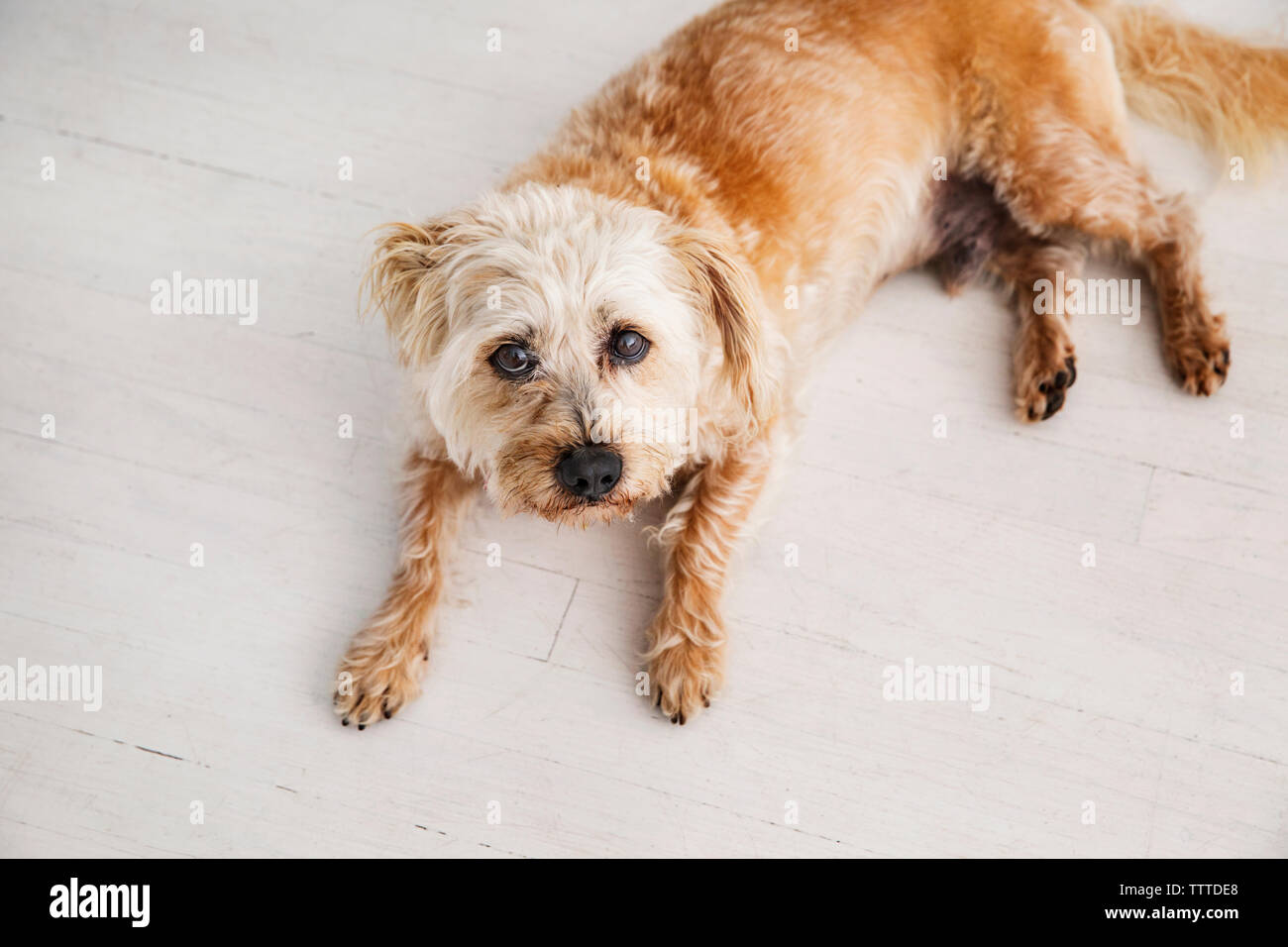 Overhead portrait of dog sitting on floor Stock Photo