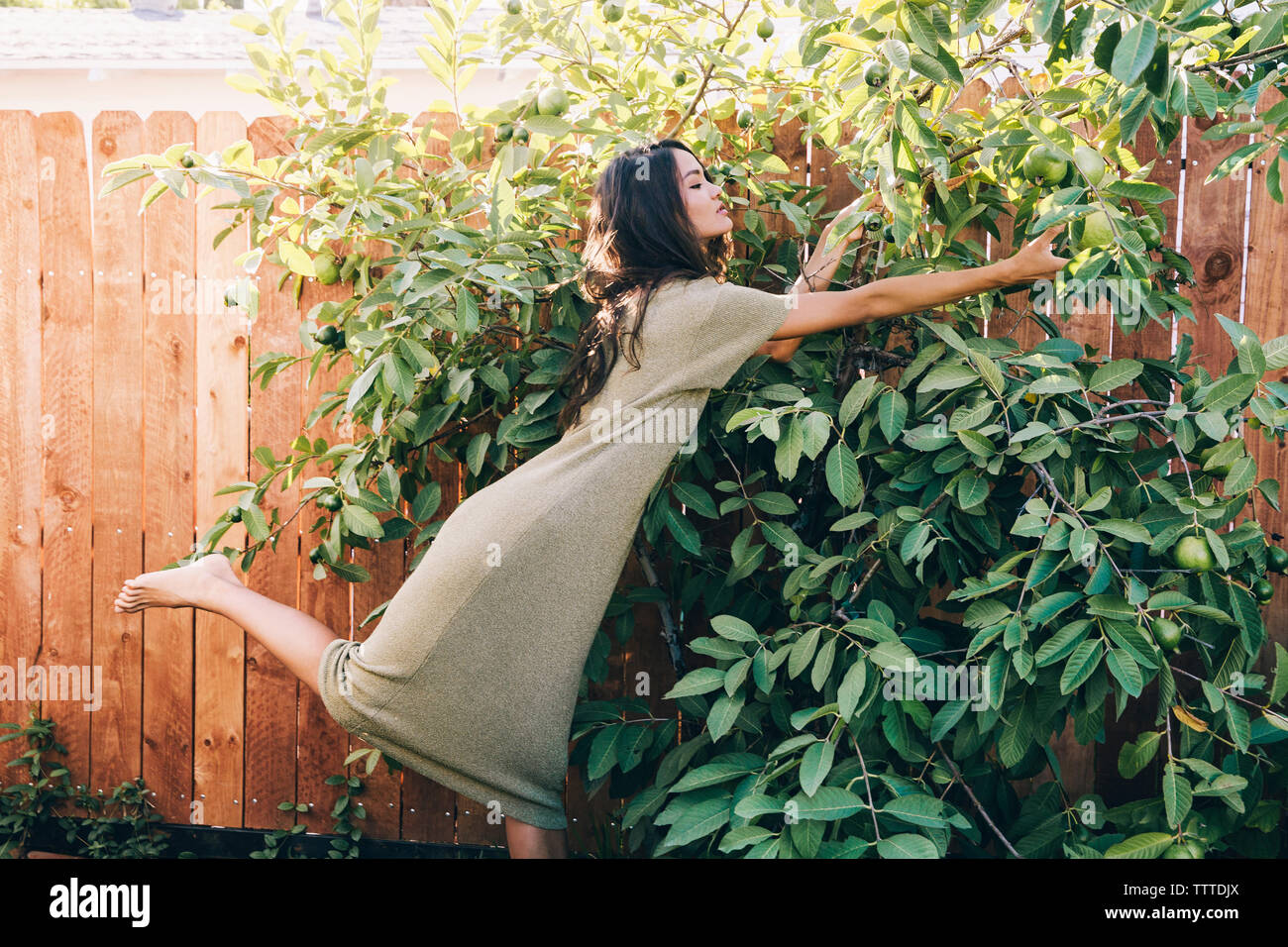 Side view of woman plucking fruit in backyard Stock Photo